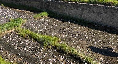 Tekirdağ'da gölde toplu balık ölümleri yaşandı