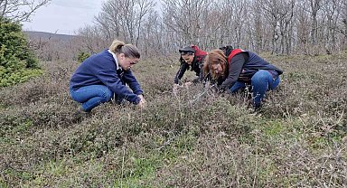 Tekirdağ'da süne zararlısına karşı saha çalışmaları başlatıldı