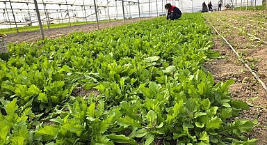 Tere ve roka üretilen seralardan denetim