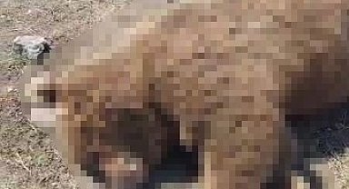 TIR'ın çarptığı boz ayı telef oldu