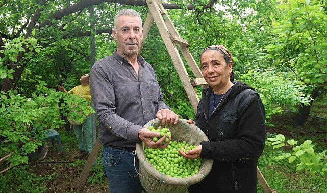 Turfanda can eriği Avrupa ülkelerine ihraç ediliyor