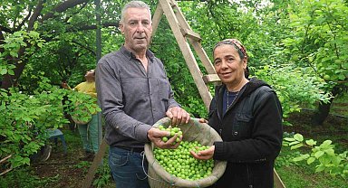 Turfanda can eriği Avrupa ülkelerine ihraç ediliyor