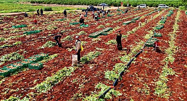 Turfanda patateste hasat başladı