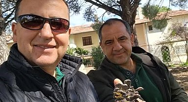 Türkiye çam balı üretiminde dünya birincisi