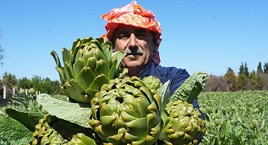 Urla'da sakız enginarının hasat mesaisi sürüyor