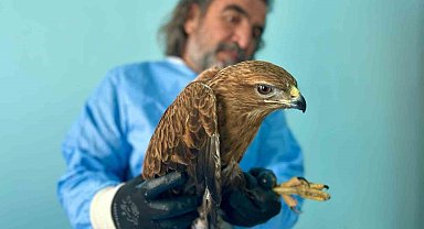 Van Gölü Havzası'ndaki yaban hayatı emin ellerde