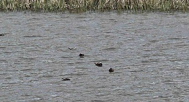 Van Gölü havzasında 'Mavi Gaga' heyecanı: Nadir misafirler geri döndü