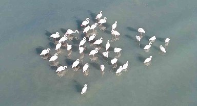 Van Gölü havzasının zarif misafirleri: Allı turnalar Erçek Gölü'ne gelmeye başladı