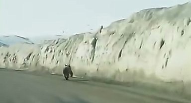 Van'da kara yoluna inen ayı kameraya yansıdı