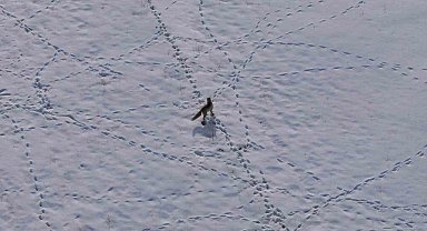 Van'da tilkinin avı dron kamerasına yansıdı