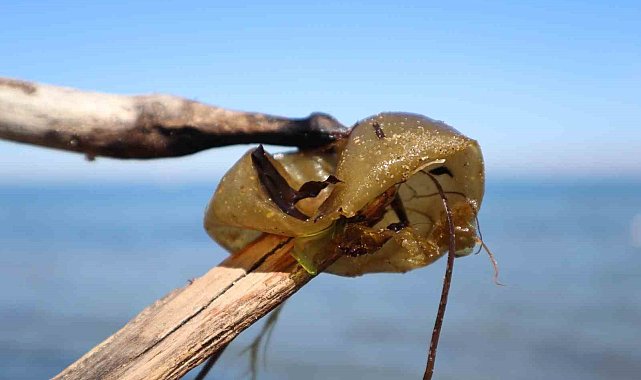 Yalova sahilinde istilacı yosun türü gözlemlendi