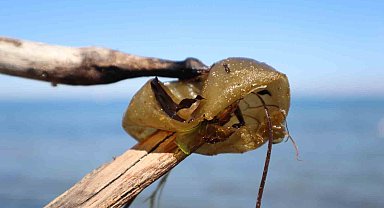 Yalova sahilinde istilacı yosun türü gözlemlendi