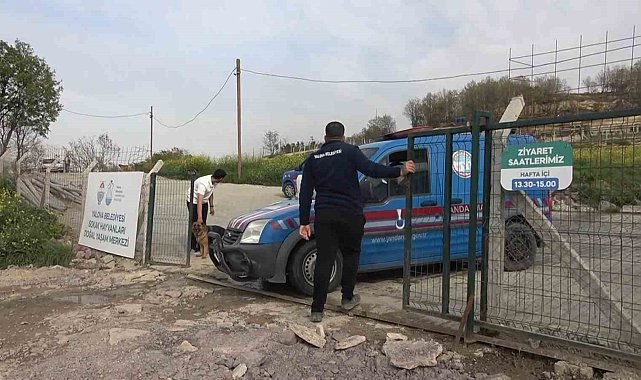 Yalova'daki barınakta köpek ölümleriyle ilgili soruşturma