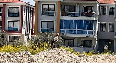 Yatağan'ı leylekler mesken tuttu