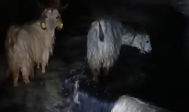Yüksekova'da ahırları su bastı: Mahsur kalan hayvanlar kurtarıldı
