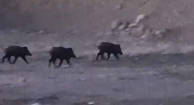 Yüksekova'da domuz sürüsü görüntülendi