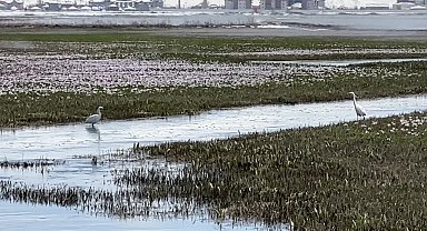 Yüksekova'da küçük akbalıkçıllar görüntülendi