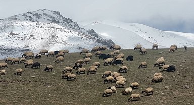 Yüksekova'da küçükbaş hayvanlar meraya çıktı