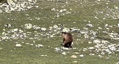 Yürümekte güçlük çeken bozayı ormana böyle ulaşmaya çalıştı