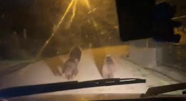 Zonguldak'ta aç kalan ayılar köye indi