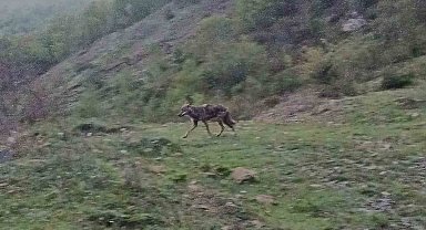 Aç kalan çakal yerleşim yerine indi