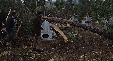 Adıyaman'da fırtına da ağaçlar devrildi