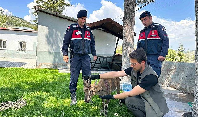 Ağın'da yaralı dağ keçisi koruma altına alındı