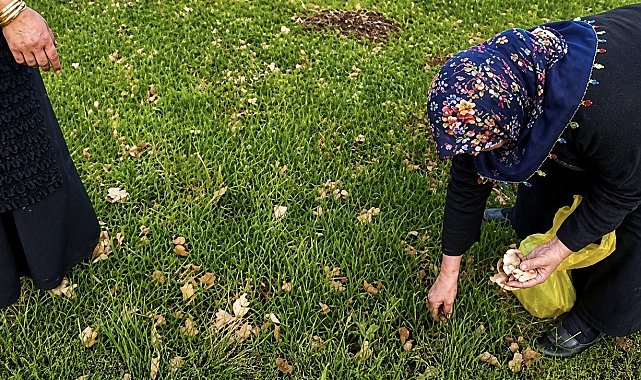 Ağrı'da kadınlar bahar otlarını topluyor
