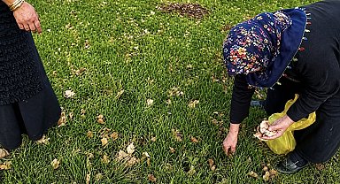 Ağrı'da kadınlar bahar otlarını topluyor