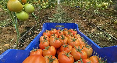 Antalya hallerinde Nisan ayında domatesin miktarı azaldı, fiyatı arttı