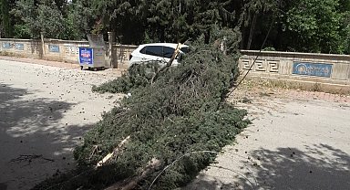 Antalya'da mezarlıktaki ağaç devrildi, park halindeki araç zarar gördü
