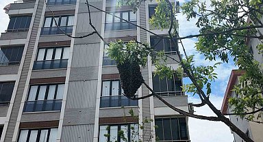 Ataşehirde bahar bereketiyle geldi, o anlar ilgi odağı oldu: Yüzlerce arı şehir içinde yuva yaptı