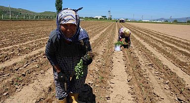 Aydın'da biberler toprakla buluştu