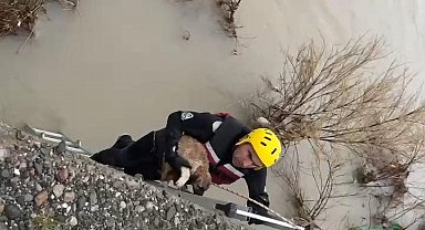 Batman Çayı'nda adacıkta mahsur kalan köpek kurtarıldı