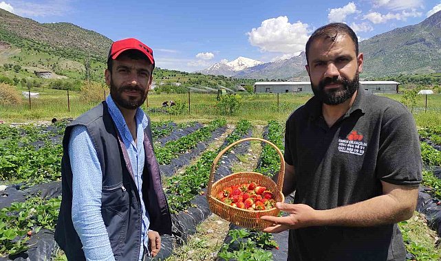 Batman'da organik Sason çileğinde yılın ilk hasadı başladı