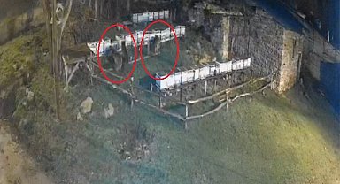 Bayburt'ta iki farklı arılığı talan eden ayılar köpek havlayınca kaçtı