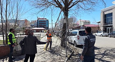 Belediye ekiplerinden ağaç budama çalışması