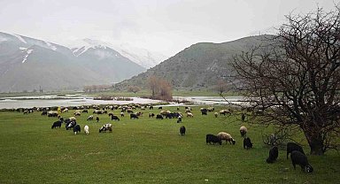 Bitlis'te meralar yeşerdi, hayvanlar otlaklara çıktı