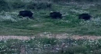 Bursa'da domuzlar şehir içinde görüntülendi