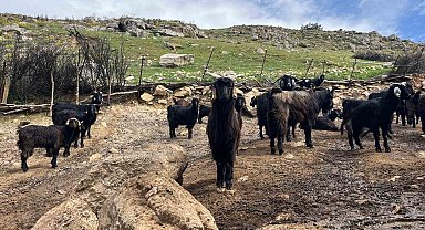 Denizli'de küçükbaş hayvancılık yetiştiriciliği giderek azarlıyor