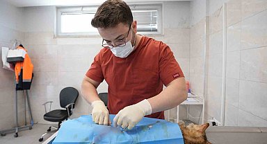 Denizli'de sokak hayvanlarını kısırlaştırma ve sahiplendirmede rekor artış