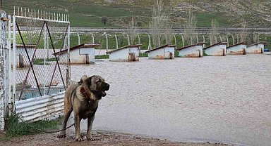 Dünyaca ünlü Anadolu aslanlarının yuvaları sular altında kaldı