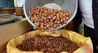 Düzce'den AB ülkelerine 4 bin 452 ton fındık ihraç edildi