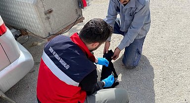 Emet'te sahipli kedi ve köpeklere mikroçip uygulaması, kimliklendirme ve pasaport tahsisi işlemleri