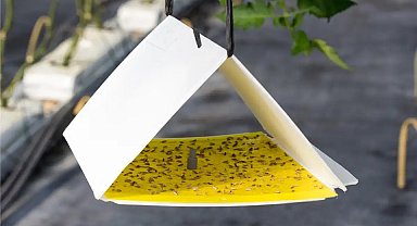 Erzincan'da domates güvesine karşı destek programı