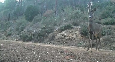 Ganos Dağları'nda karacalar fotokapana yakalandı