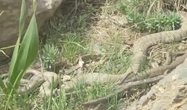 Hakkari'de doğaseverler dev engerekle karşılaştı