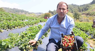 Hatay'da çilek hasadı başladı
