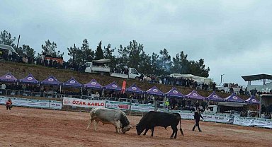 İzmir'de 3. Boğa Güreşleri Festivali heyecanı yaşandı