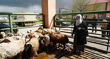 Kadın üreticilere 3 bin küçükbaş hayvan desteği